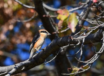 2015年10月25日(日) 昭和記念公園の野鳥観察記録