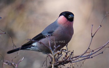 Eurasian Bullfinch(rosacea) 東京都多摩地域 Fri, 2/21/2020