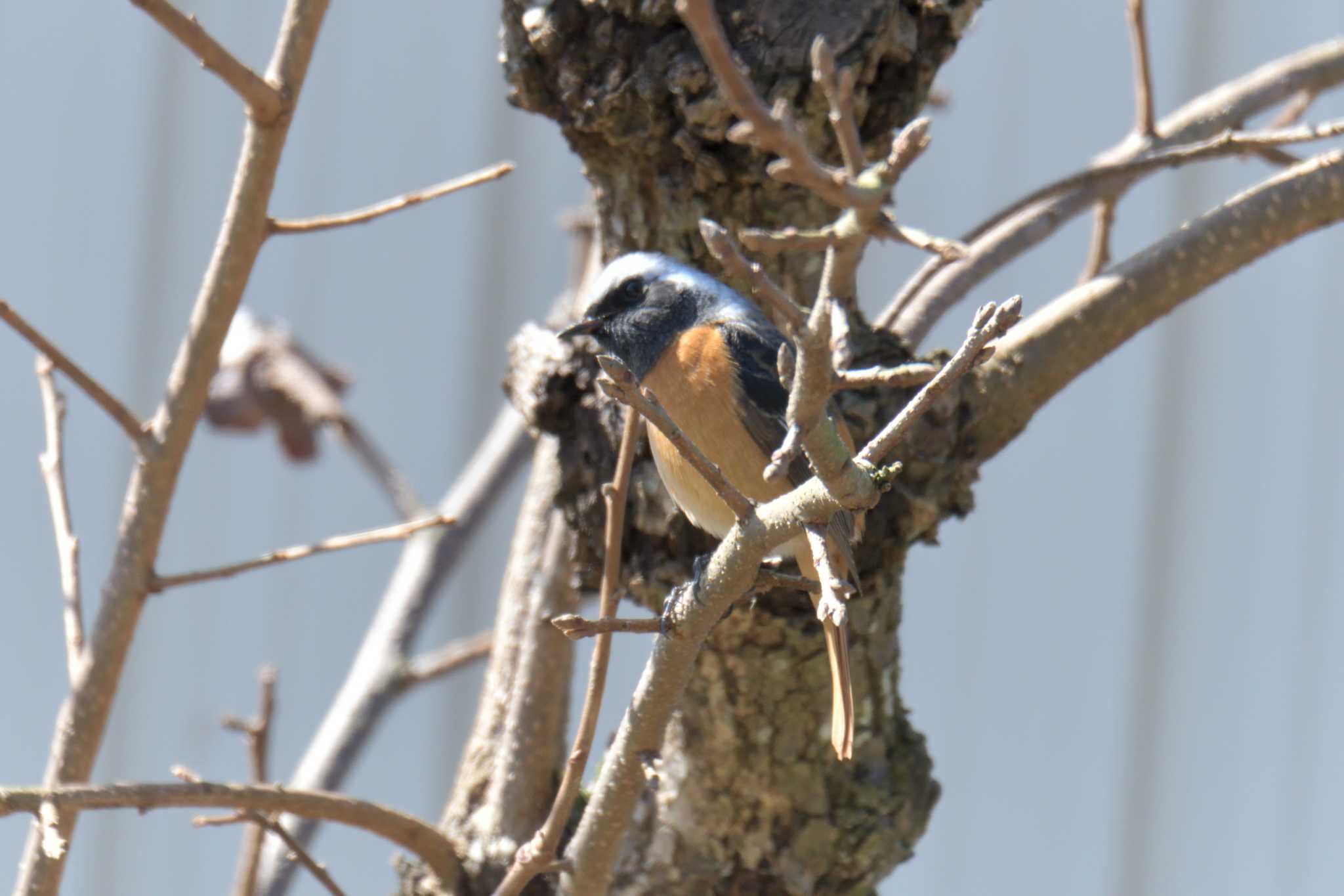 Photo of Daurian Redstart at JR寺庄駅付近 by masatsubo