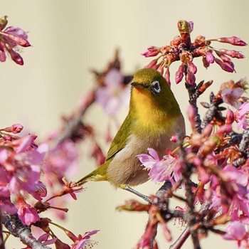 Warbling White-eye 自宅 Fri, 2/21/2020