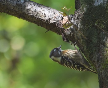 Japanese Pygmy Woodpecker Showa Kinen Park Sun, 10/25/2015