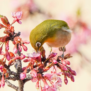 Warbling White-eye 自宅 Fri, 2/21/2020