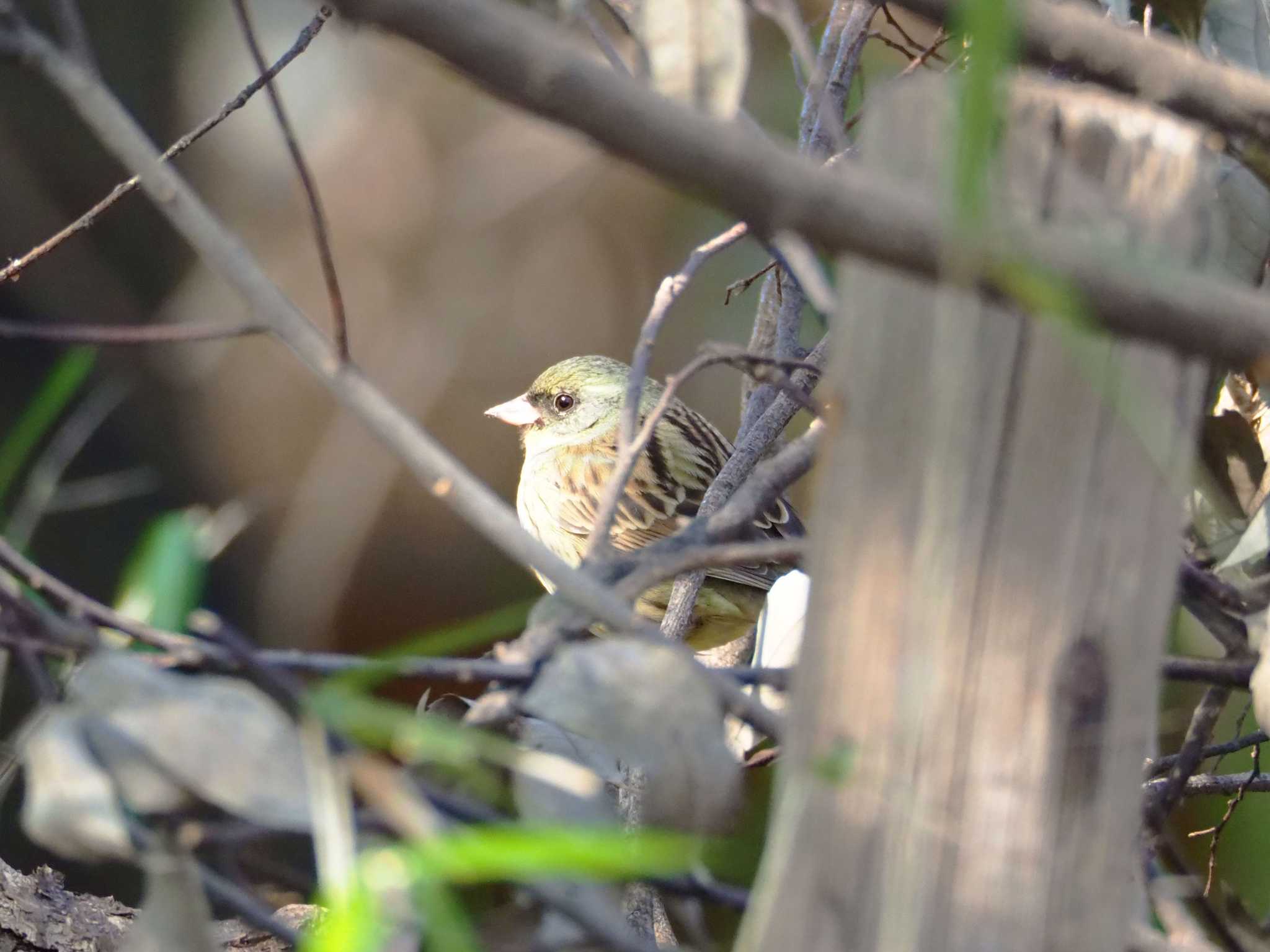 東京港野鳥公園 アオジの写真 by とろろ