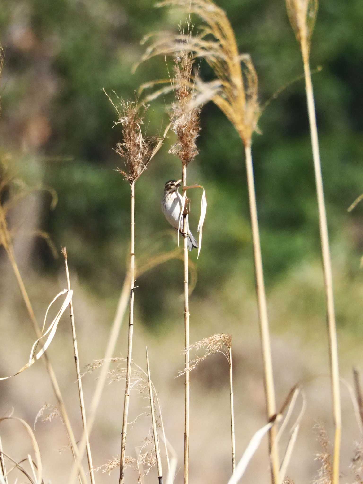 東京港野鳥公園 オオジュリンの写真 by とろろ