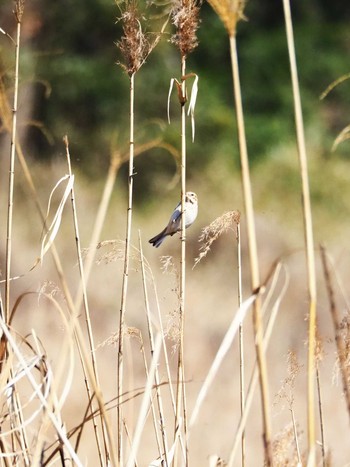 オオジュリン 東京港野鳥公園 2020年2月21日(金)