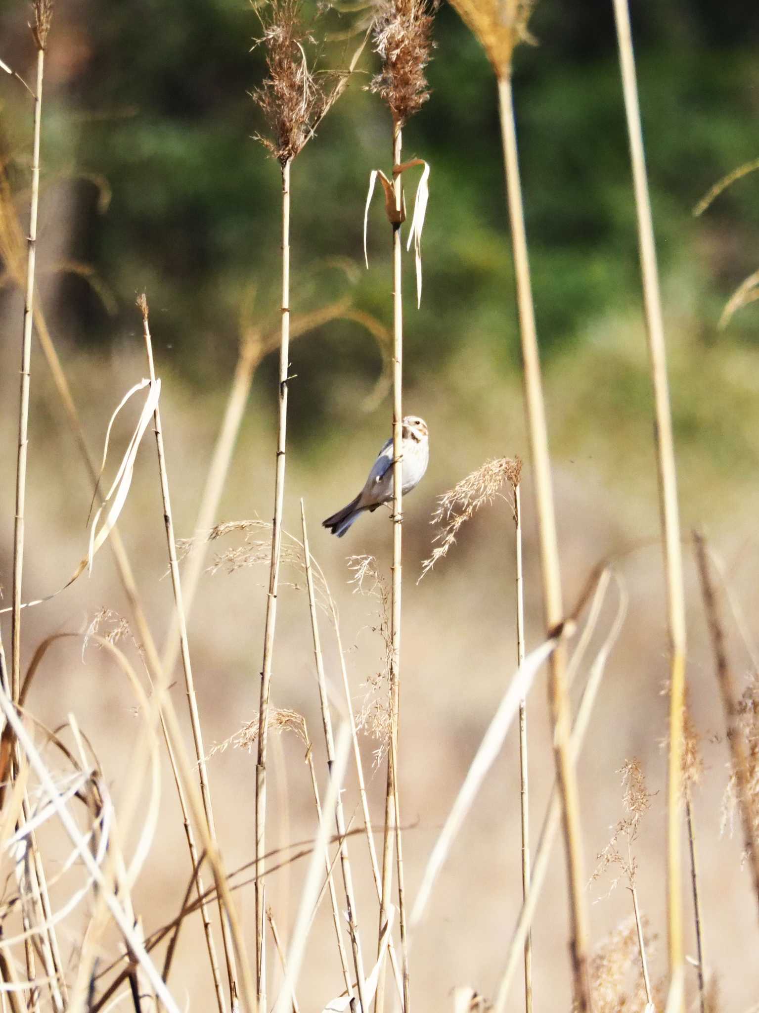 東京港野鳥公園 オオジュリンの写真 by とろろ