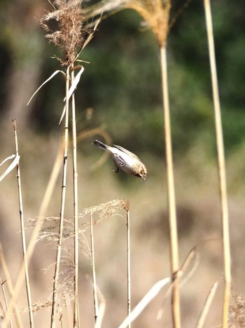 オオジュリン 東京港野鳥公園 2020年2月21日(金)