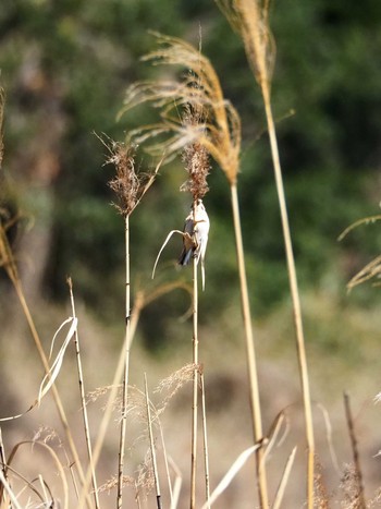 オオジュリン 東京港野鳥公園 2020年2月21日(金)