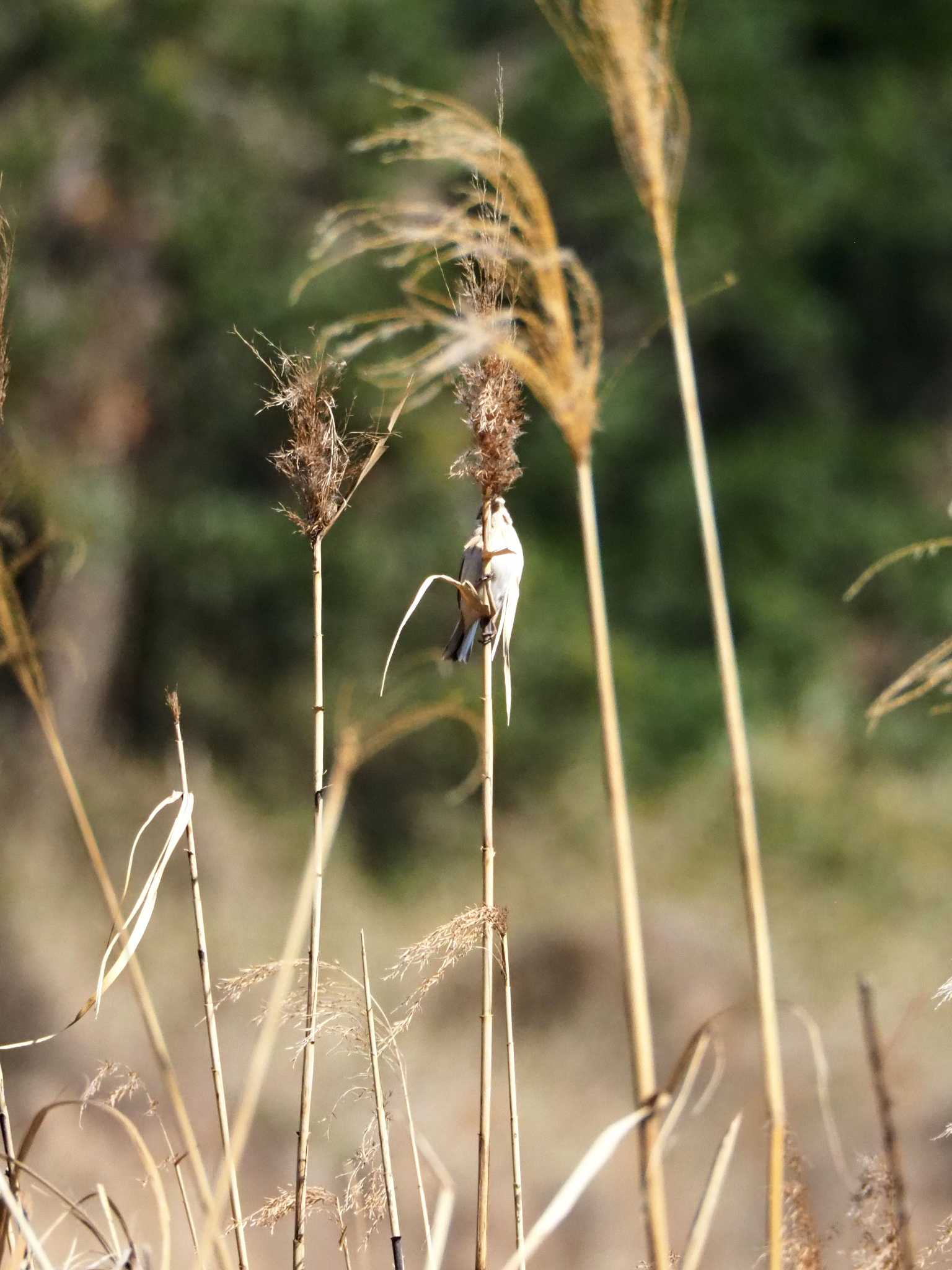 東京港野鳥公園 オオジュリンの写真 by とろろ