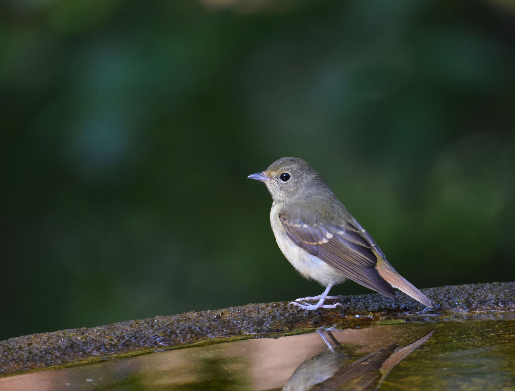 Photo of Narcissus Flycatcher at 権現山(弘法山公園) by Trio