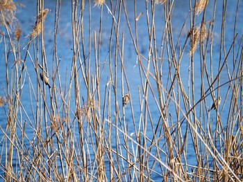 オオジュリン 東京港野鳥公園 2020年2月21日(金)