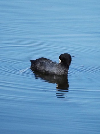 オオバン 東京港野鳥公園 2020年2月21日(金)