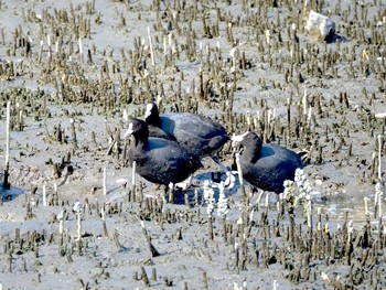 オオバン 東京港野鳥公園 2020年2月21日(金)