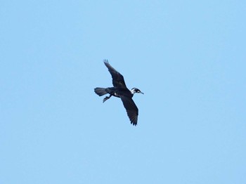 カワウ 東京港野鳥公園 2020年2月21日(金)