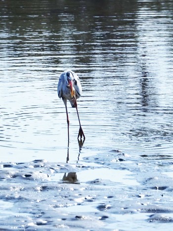 アオサギ 東京港野鳥公園 2020年2月21日(金)