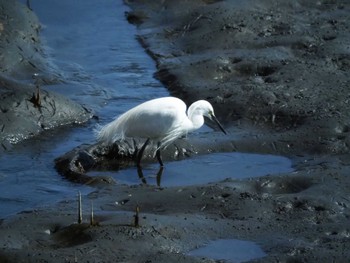 コサギ 東京港野鳥公園 2020年2月21日(金)