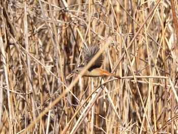 ジョウビタキ 東京港野鳥公園 2020年2月21日(金)