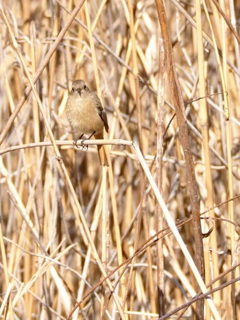 ジョウビタキ 東京港野鳥公園 2020年2月21日(金)