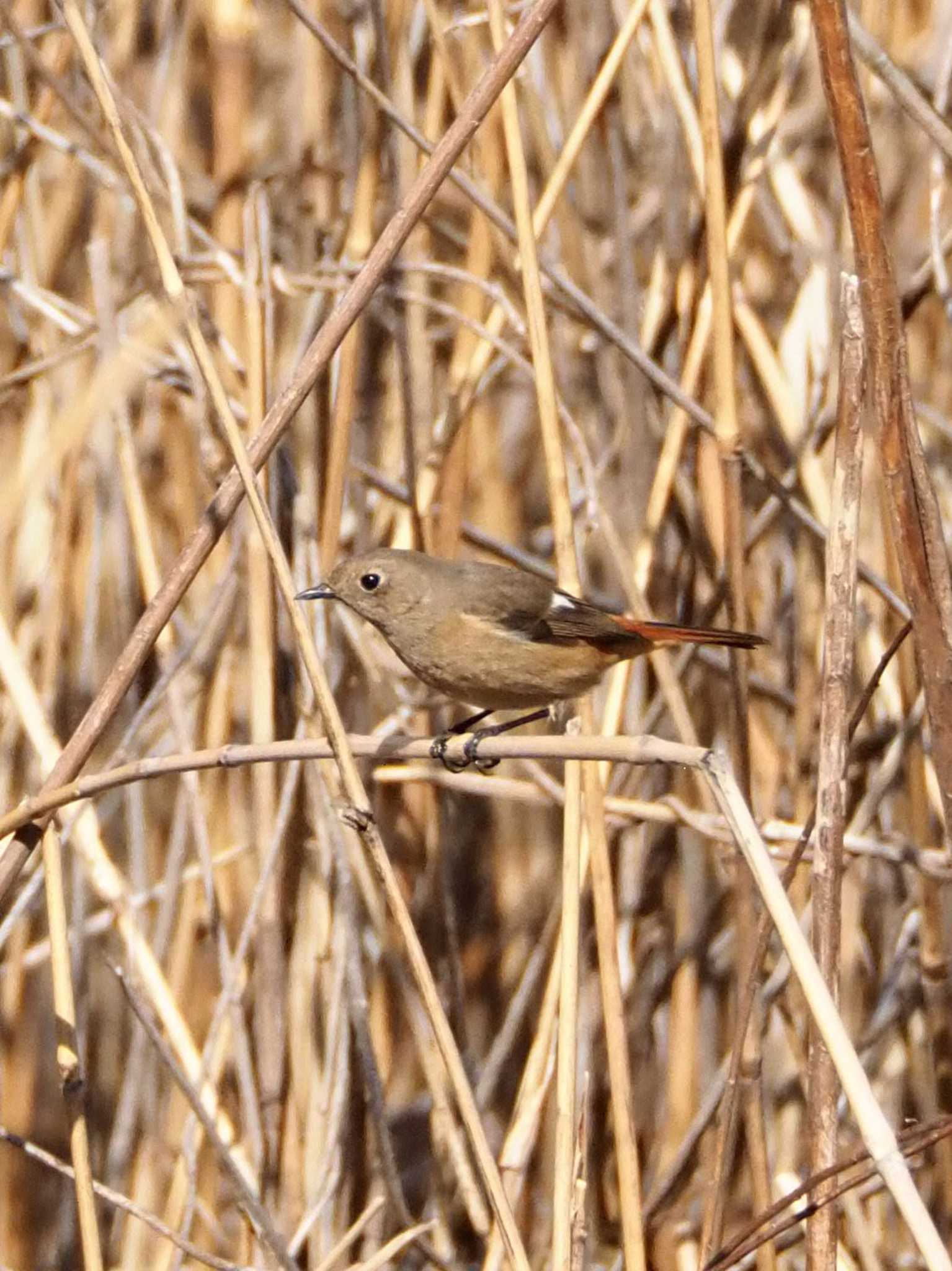 東京港野鳥公園 ジョウビタキの写真 by とろろ