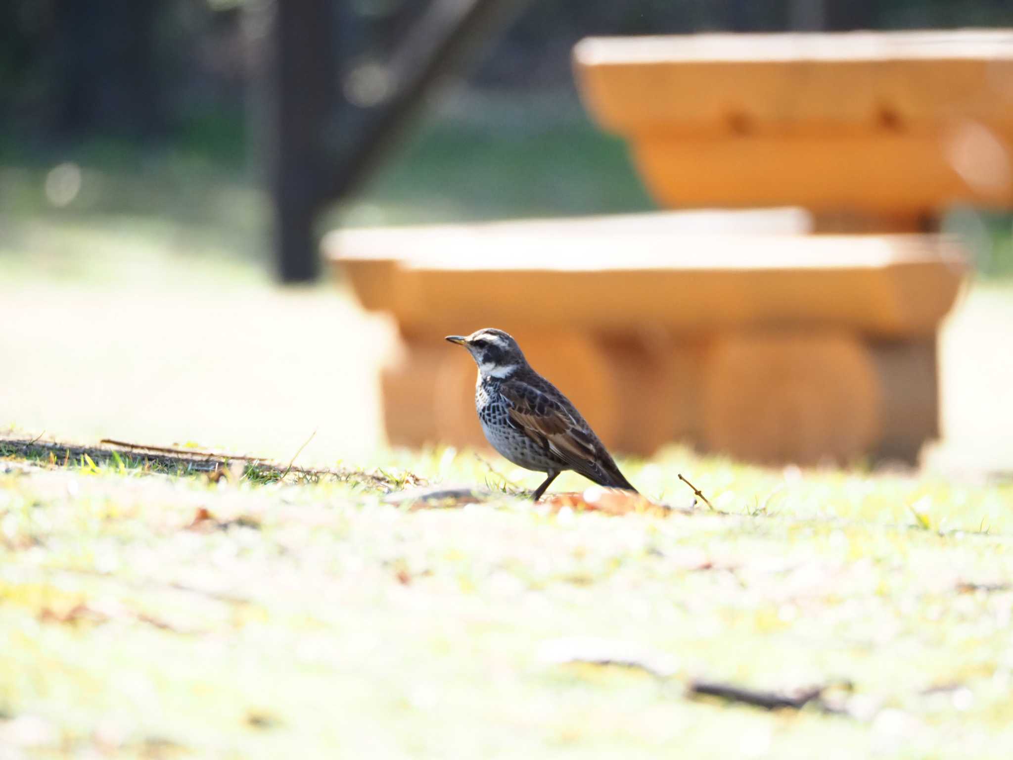 東京港野鳥公園 ツグミの写真 by とろろ