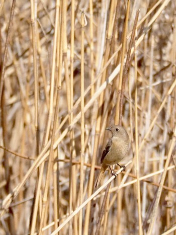 ジョウビタキ 東京港野鳥公園 2020年2月21日(金)