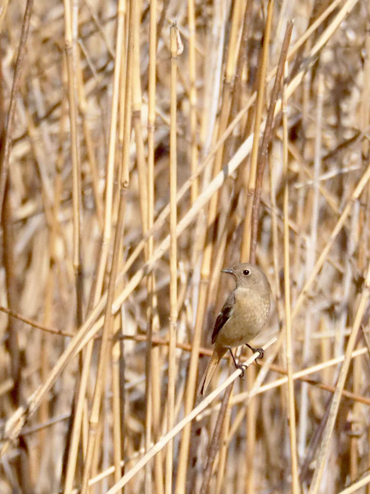 東京港野鳥公園 ジョウビタキの写真 by とろろ