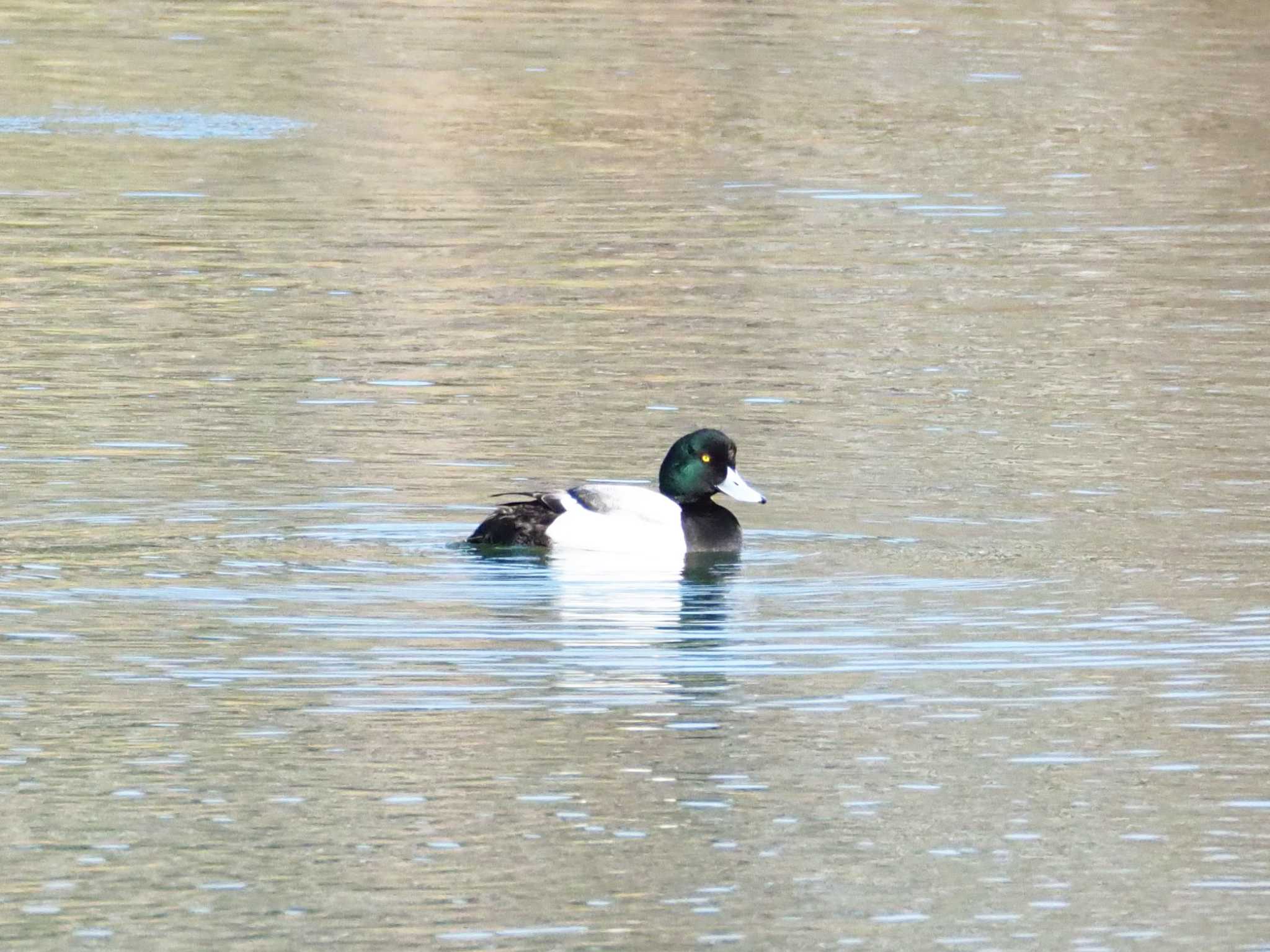 東京港野鳥公園 スズガモの写真 by とろろ