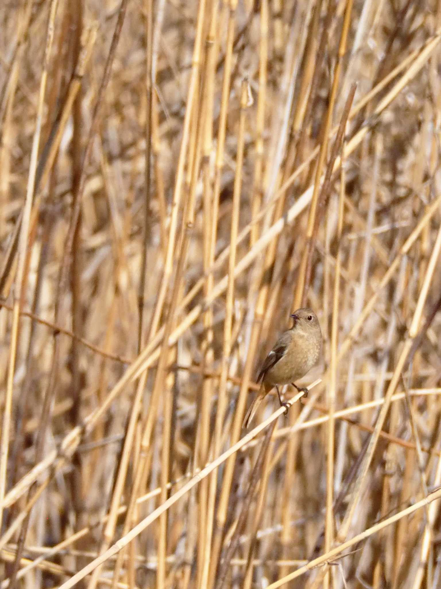 東京港野鳥公園 ジョウビタキの写真 by とろろ