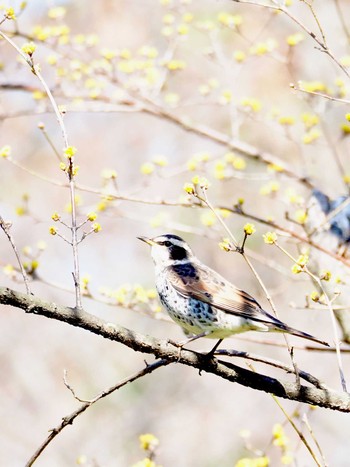 ツグミ 東京港野鳥公園 2020年2月21日(金)