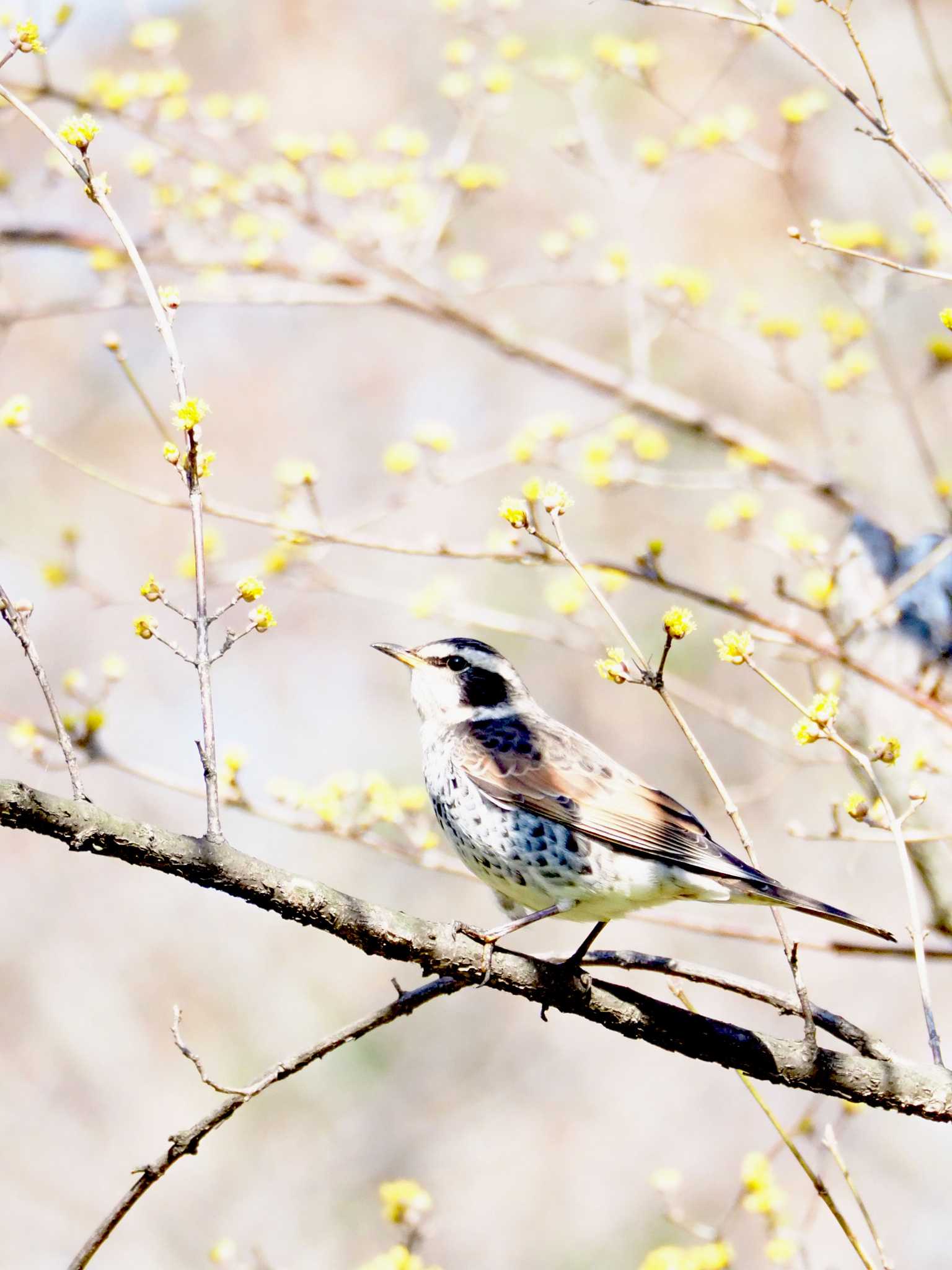 東京港野鳥公園 ツグミの写真 by とろろ