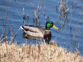 マガモ 東京港野鳥公園 2020年2月21日(金)