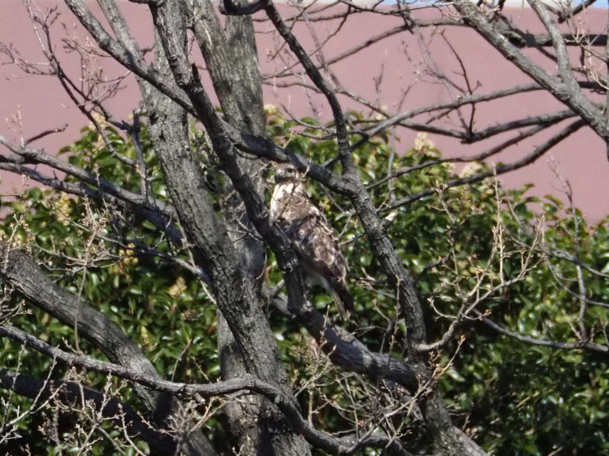 東京港野鳥公園 ノスリの写真 by とろろ