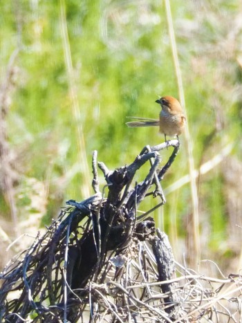 モズ 東京港野鳥公園 2020年2月21日(金)