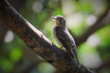 Asian Brown Flycatcher 立田山 Sat, 9/19/2015