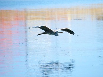 アオサギ 東京港野鳥公園 2020年2月21日(金)