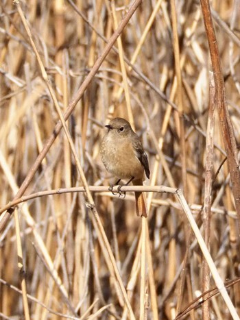 ジョウビタキ 東京港野鳥公園 2020年2月21日(金)