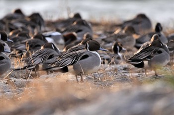 2020年1月18日(土) 滋賀県の野鳥観察記録