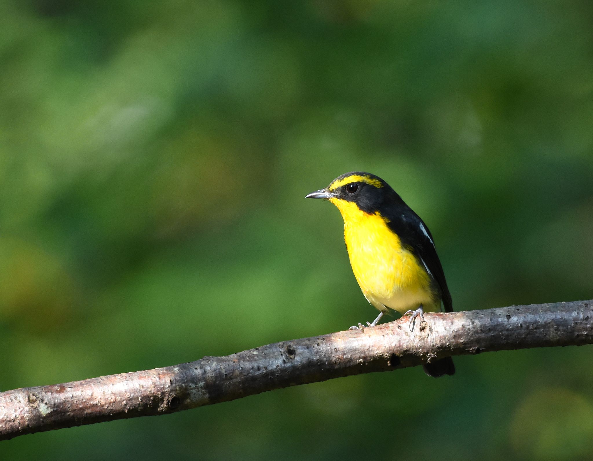 Narcissus Flycatcher