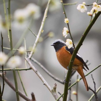 Daurian Redstart 梅林公園 Thu, 2/20/2020