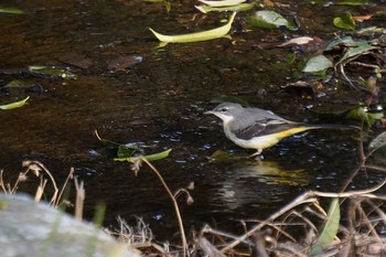 Grey Wagtail Akashi Park Fri, 2/21/2020