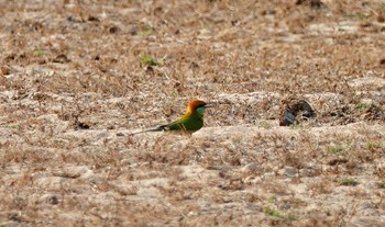 Sat, 2/8/2020 Birding report at タイ中部