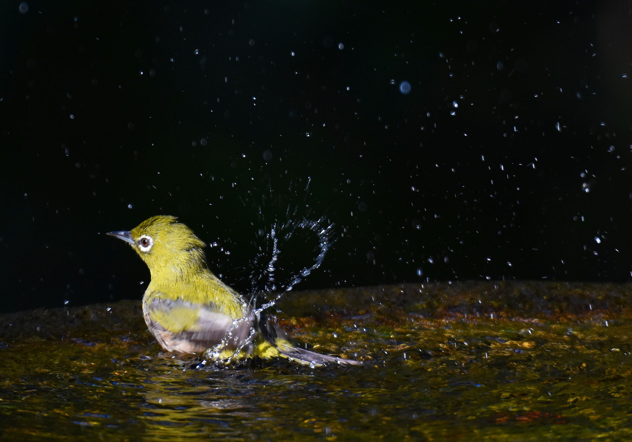 Warbling White-eye