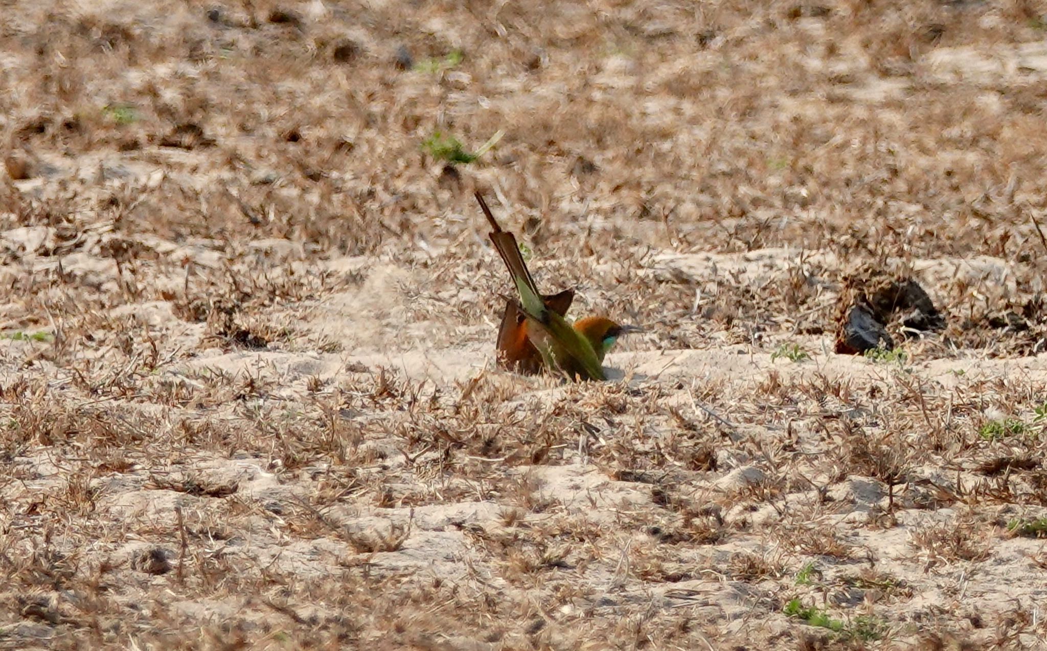 Asian Green Bee-eater