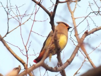 ヒレンジャク 東高根森林公園 2020年2月21日(金)