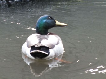 マガモ 東高根森林公園 2020年2月21日(金)