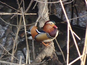 2020年2月21日(金) 奈良山公園の野鳥観察記録