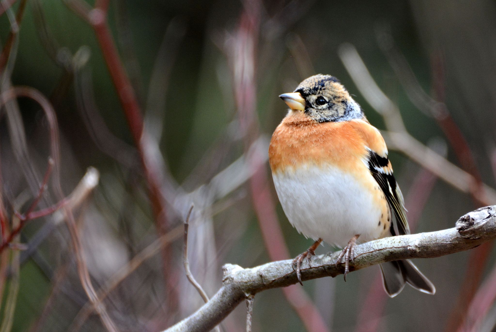 Photo of Brambling at 森林植物園 by Taku Fuji