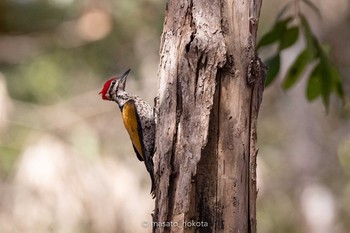 Common Flameback Phu Khiao Wildlife Sanctuary Mon, 2/10/2020