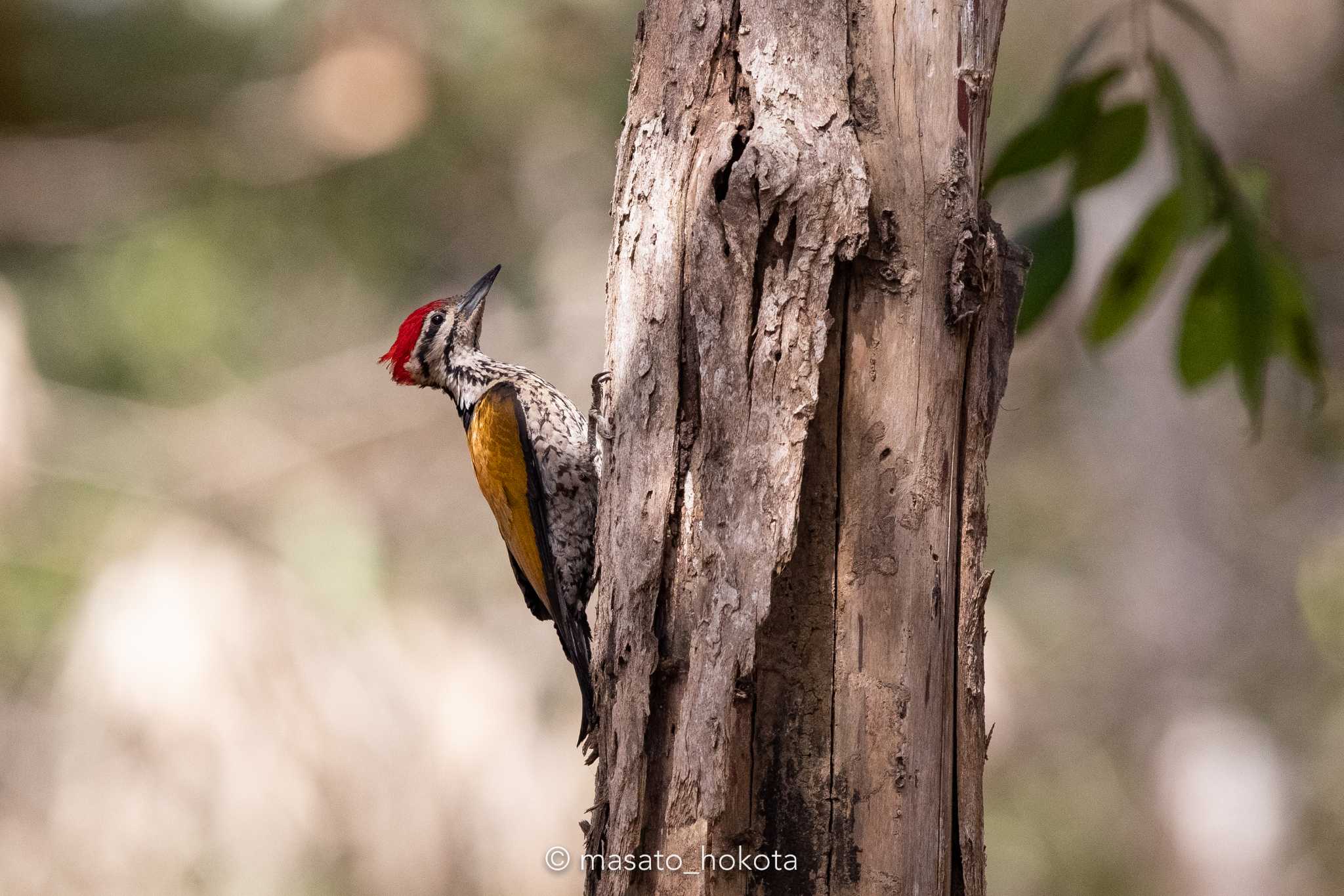 Photo of Common Flameback at Phu Khiao Wildlife Sanctuary by Trio