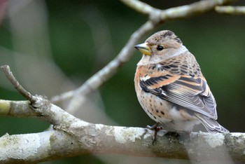 Brambling Unknown Spots Unknown Date